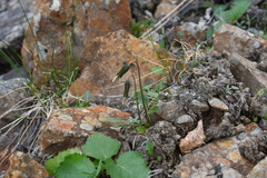 Taraxacum nivale
