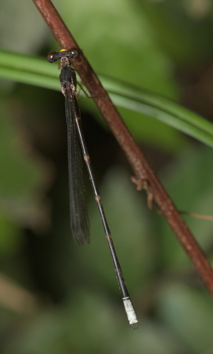 Platystictidae