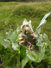 Senecio smithii
