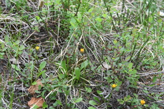 Taraxacum nivale