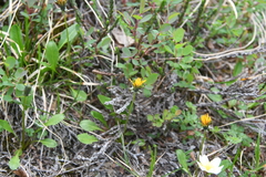 Taraxacum nivale