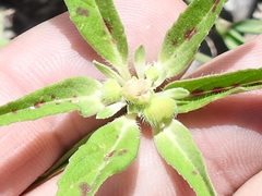 Euphorbia cuphosperma