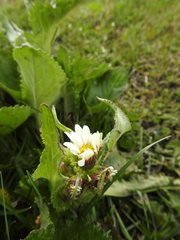 Senecio smithii