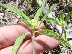 Euphorbia cuphosperma