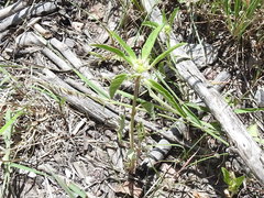 Euphorbia cuphosperma