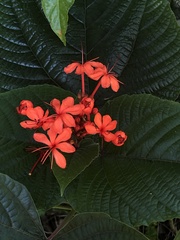 Clerodendrum speciosissimum