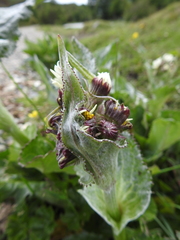Senecio smithii