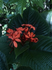 Clerodendrum speciosissimum