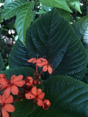 Clerodendrum speciosissimum