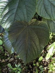 Clerodendrum speciosissimum