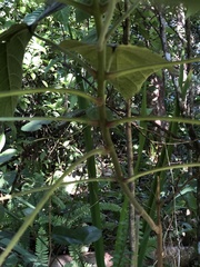 Clerodendrum speciosissimum