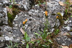 Taraxacum nivale