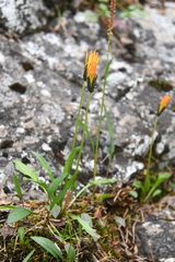 Taraxacum nivale