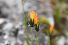 Taraxacum nivale