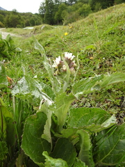 Senecio smithii