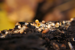 Sphaerobolus stellatus