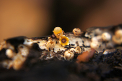 Sphaerobolus stellatus