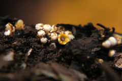 Sphaerobolus stellatus