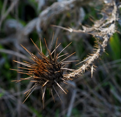 Onopordum palaestinum