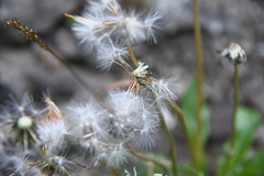 Taraxacum nivale