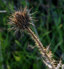 Onopordum palaestinum