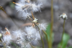Taraxacum nivale