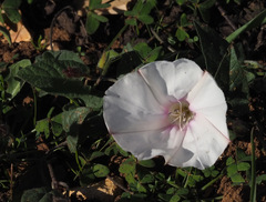 Convolvulus betonicifolius