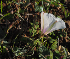 Convolvulus betonicifolius