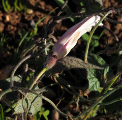 Convolvulus betonicifolius