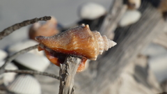 Strombus alatus image