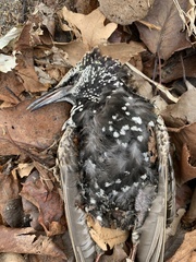 Sturnus vulgaris