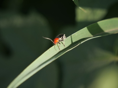 Cacoscelis nigripennis