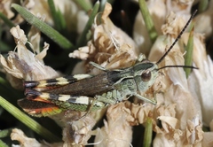 Chorthippus binotatus binotatus