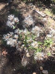 Brickellia cylindracea