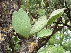 Opuntia durangensis