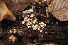 Sphaerobolus stellatus