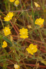 Hypecoum procumbens