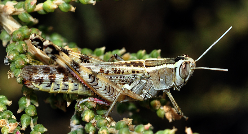 Heteracris adspersa