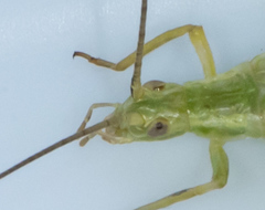 Oecanthus argentinus