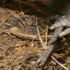 Pachydactylus formosus