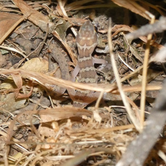 Pachydactylus formosus