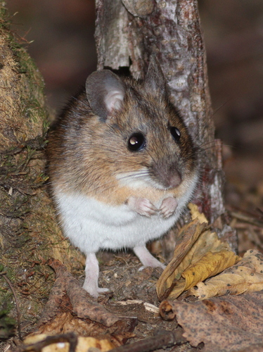 Yellow-necked Field Mouse (Apodemus flavicollis)
