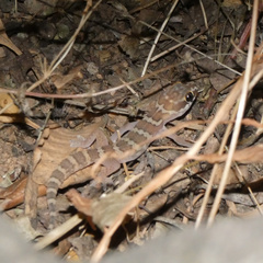 Pachydactylus formosus