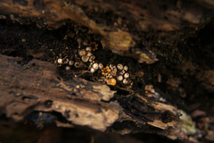 Sphaerobolus stellatus