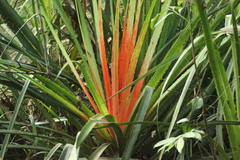 Bromelia balansae