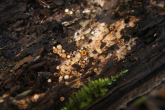 Sphaerobolus stellatus