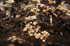 Sphaerobolus stellatus