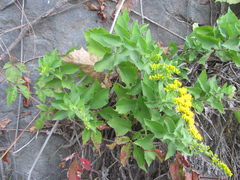 Solidago drummondii