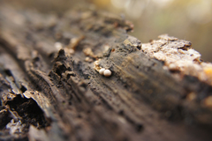 Sphaerobolus stellatus