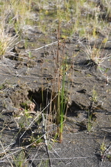 Juncus arcticus